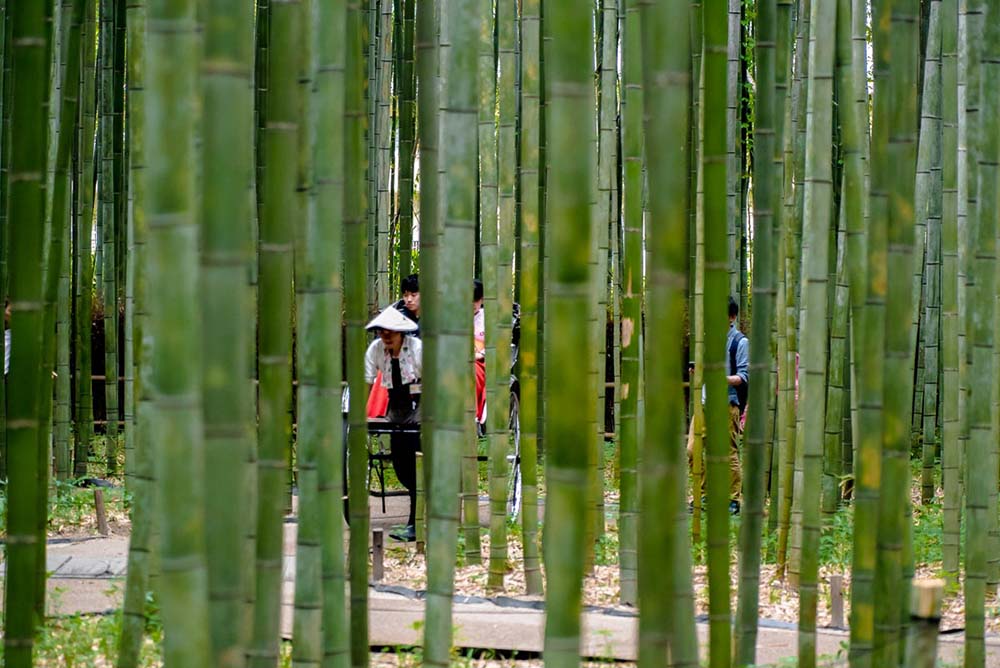 once, i was in a bamboo forest (i)