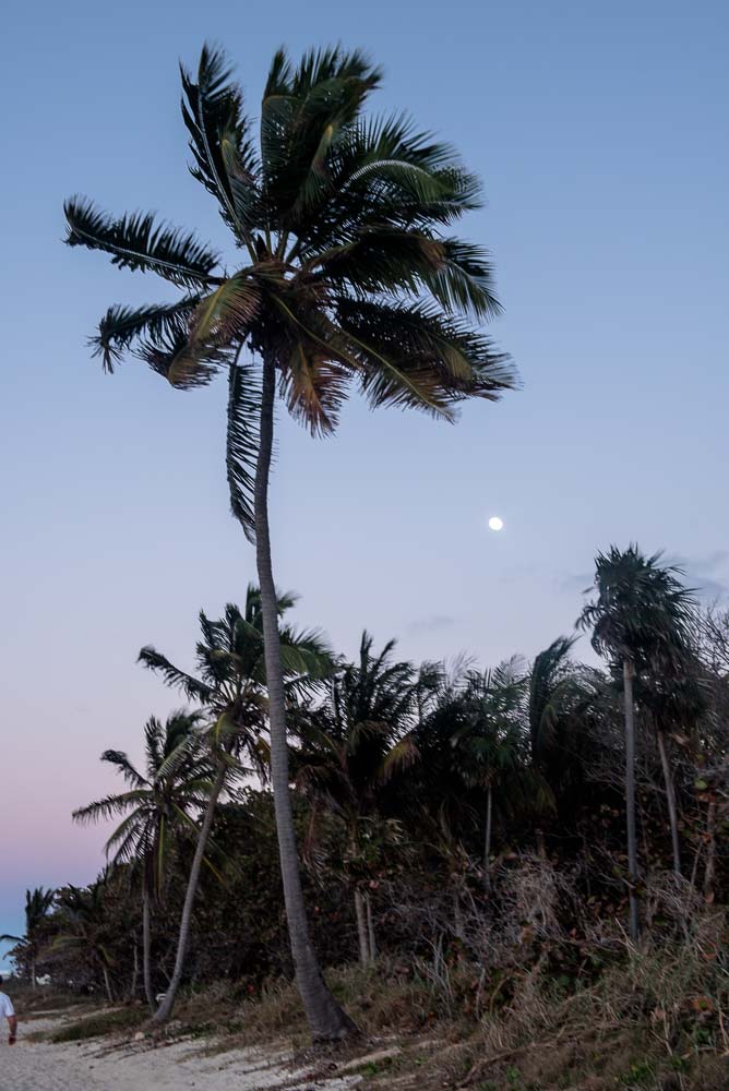 once, there were palm trees under a bright moon